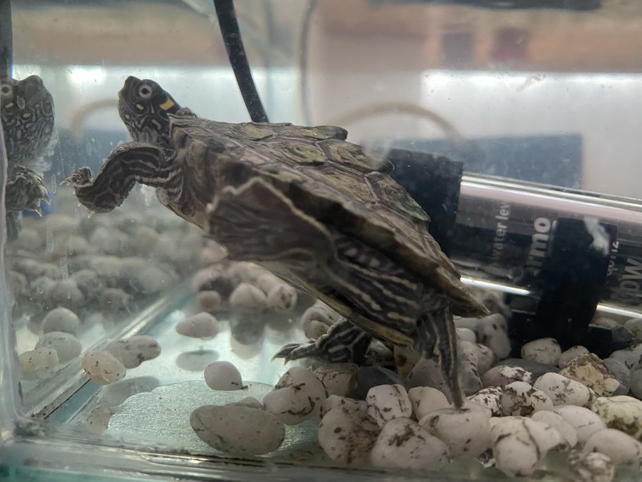 Broasca testoasa cu acvariu