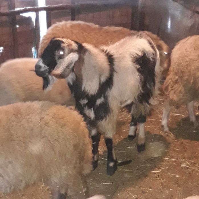 vand tap Anglonubian