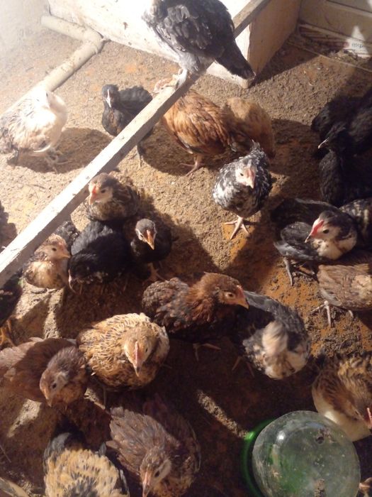 Продам. Цыплят домашние обычные
