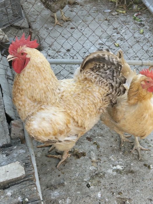 Инкубационные яйца