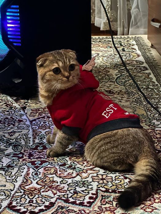 Xola katta kokrak video