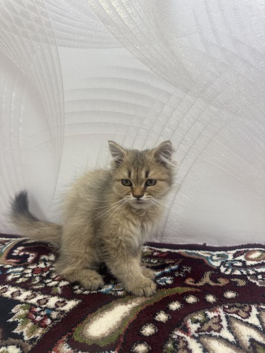 british shorthair