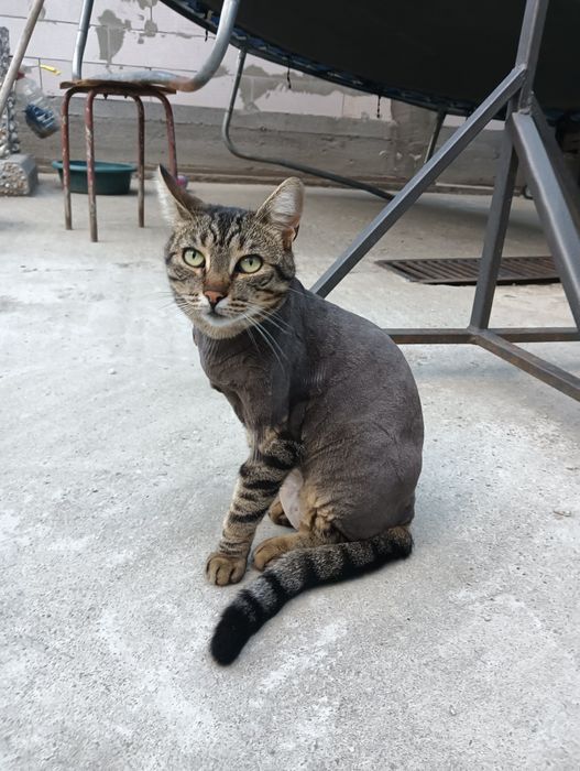 Tund căței și pisici talie mica și medie