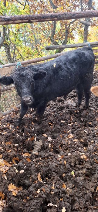 Продавам симентали на 9 10 11 месечна въздраст 8.5 лв живо тегло