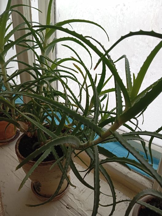 Продам алоэ лечебный