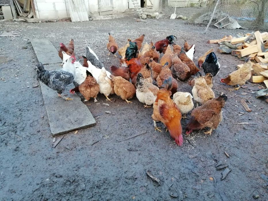 Vând Păsări bio crescute la țară