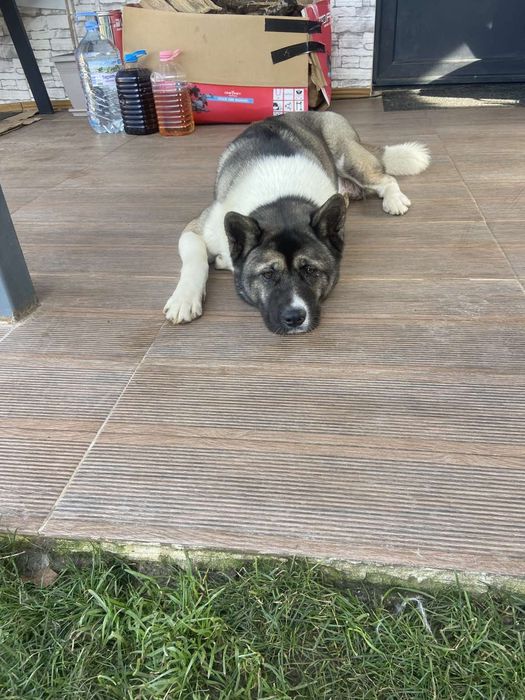 Подарявам кученца