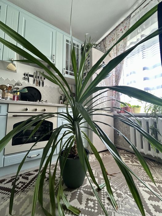 Продам комнатный цветок панданус