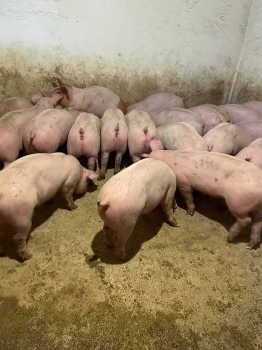 Малки прасета за угоявка 5евро