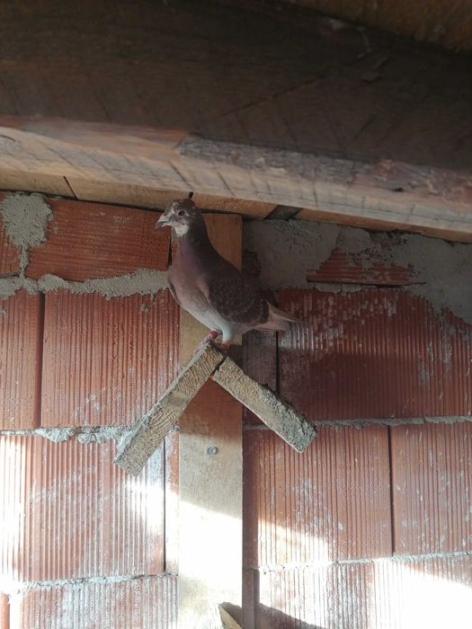 Porumbei voiajori rosi