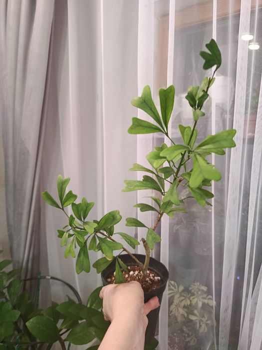 Продам комнатные цветы