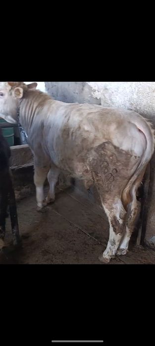 Продам двух годовалых быков