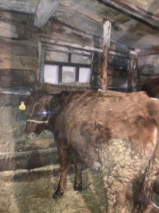 Қашар, Телка Алтын дала 450000