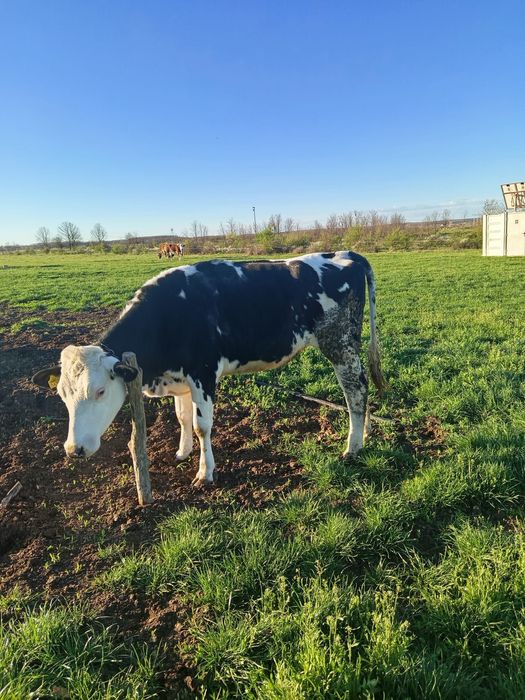 Vaci și juninci de vânzare