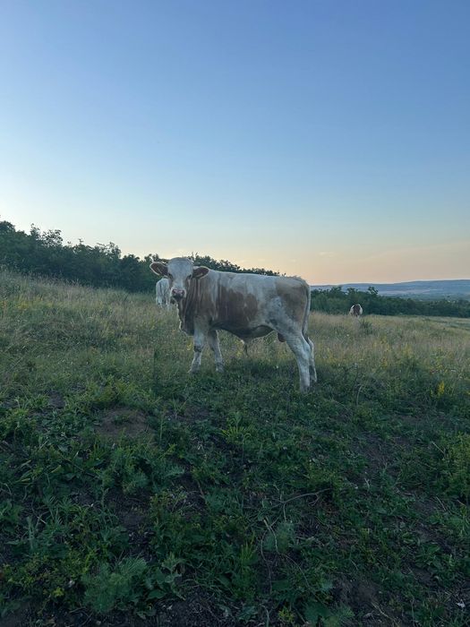 Vând tăuraș bălțat