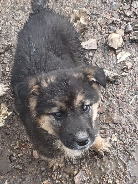 Отдам в хорошие руки хаски