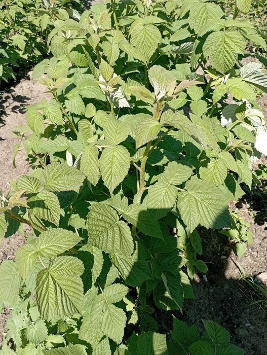 Малина қарақат көшетін  сатам