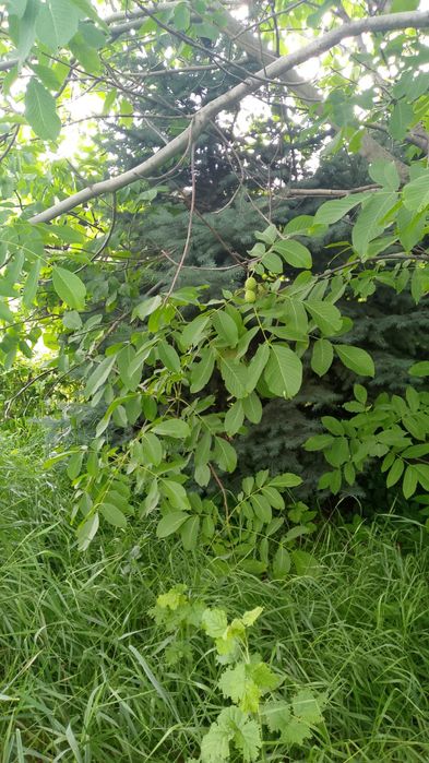 Продам голубая ель