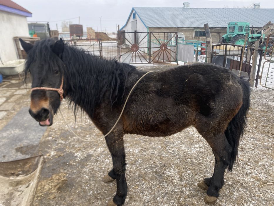 Соғымға семіз дөнен