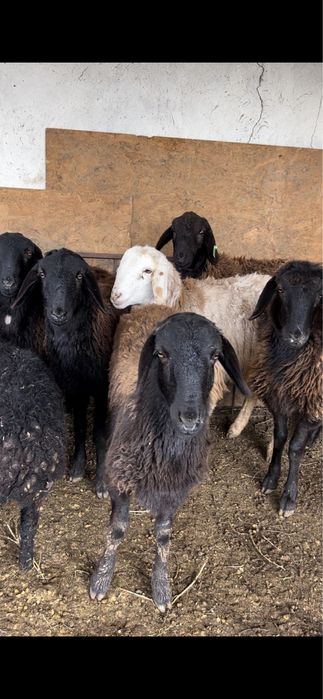 Кой бар! Сойып беремыз, доставка! Адрес аэропорт!