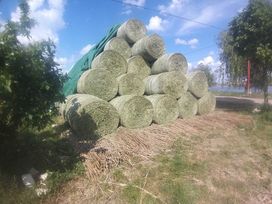 Baloti de lucerna ecologica 130x120 ,400kg