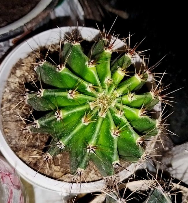 Кактус Эхинопсис Трубкоцветный