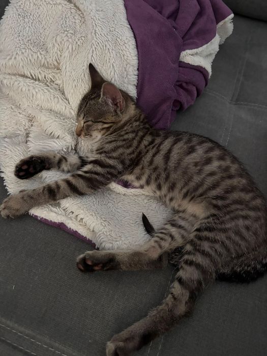 Pui de pisică își caută o familie iubitoare!