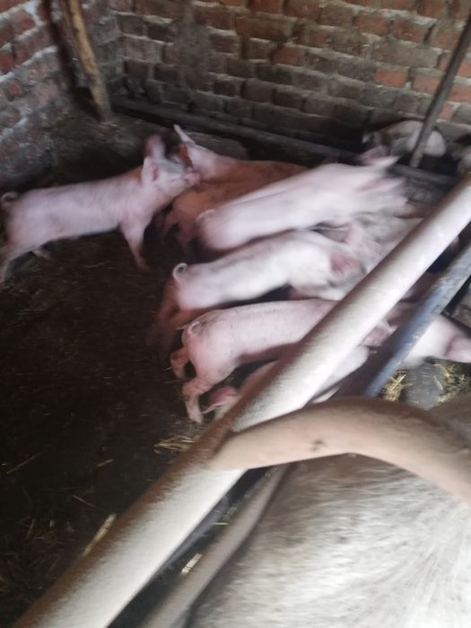 Продавам малки прасета