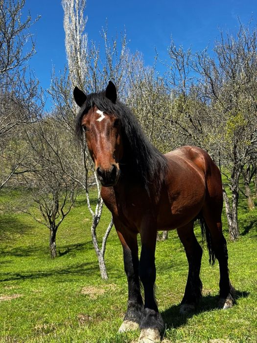 Armasar de vanzars, face 3 ani pe 25 mai, 165cm la greaban