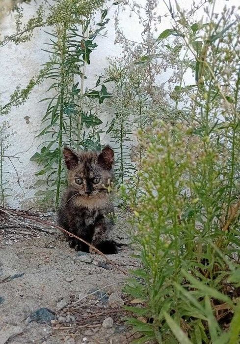 Отдам котят 1,5 месяца