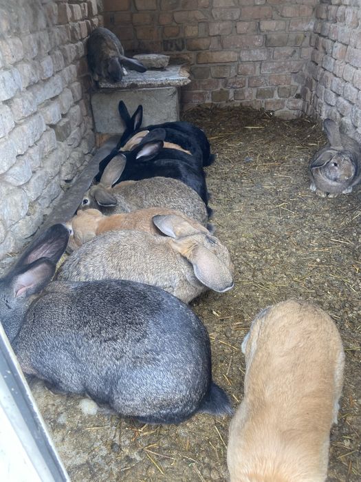 Продам кроликав как бизнес