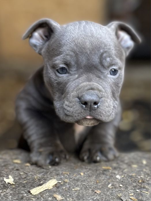 Продаю щенков американский булли