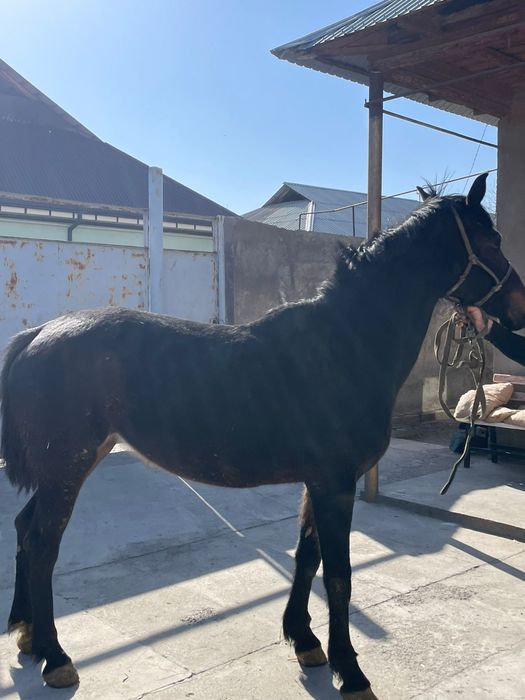 Кобыла Бие Кара Кыз