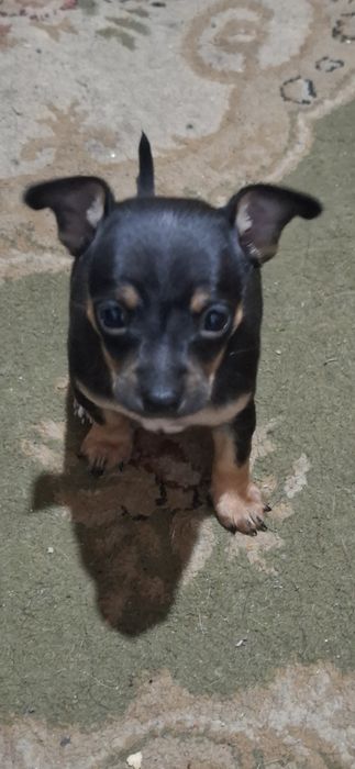 Продам мини той - терьера