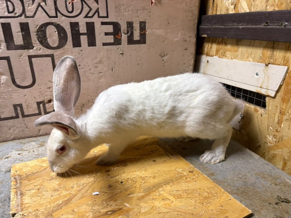 Продам французского барана