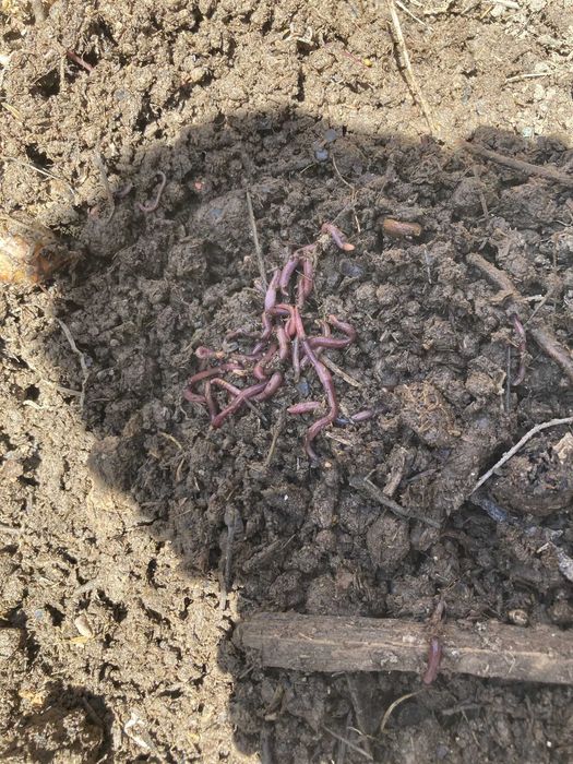 Калифорниялық қызыл құрт