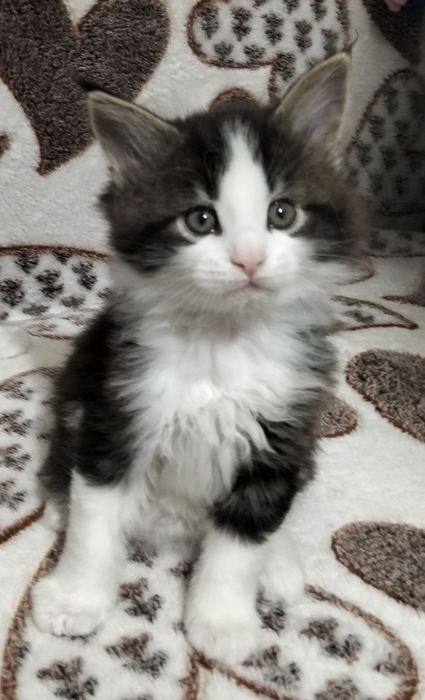 Котята Мейн Кун!