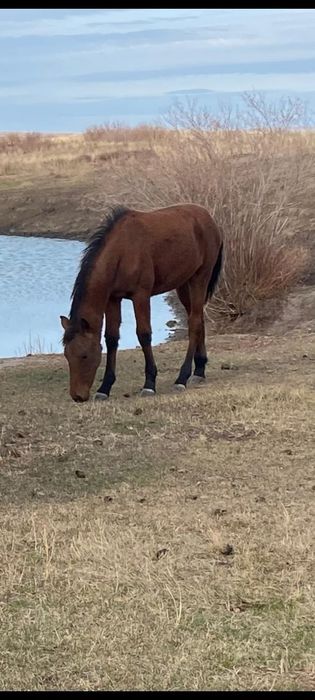 Жабағы сатылады.