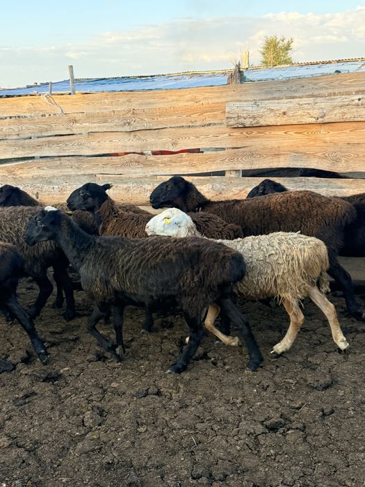 Продам баранов.       .