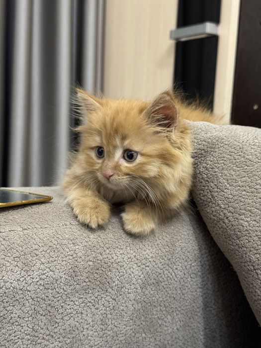 Рыжий котенок хочет стать вашим другом