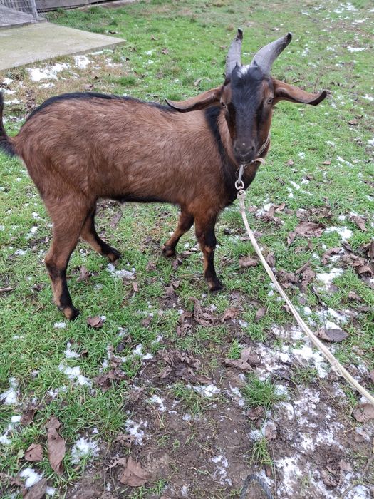 Țap anglonubian de vânzare