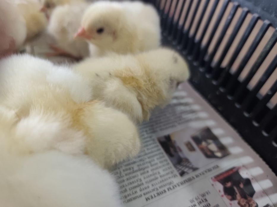 Бройлеры (Кобб-500)