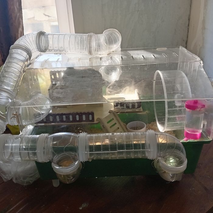 Хамяк мальчик молодой