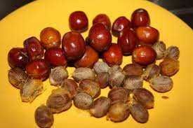 Продавам семена от студоустоичиви палми - 5 вида