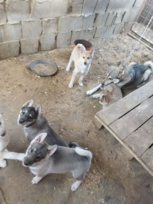 Щенки лайки продам