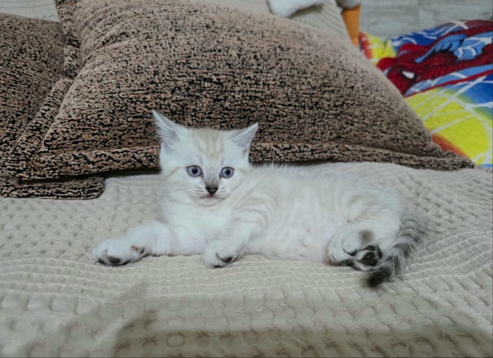 Шотландские котята