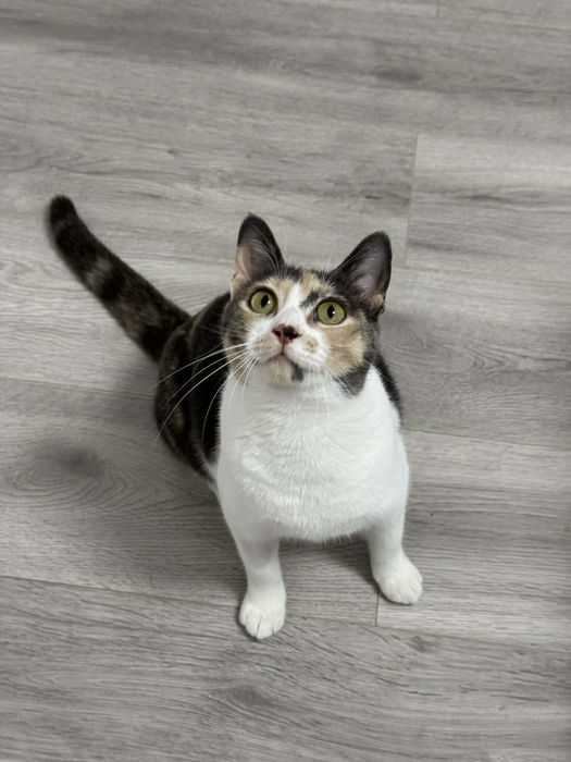 Pisicuta pentru adoptie