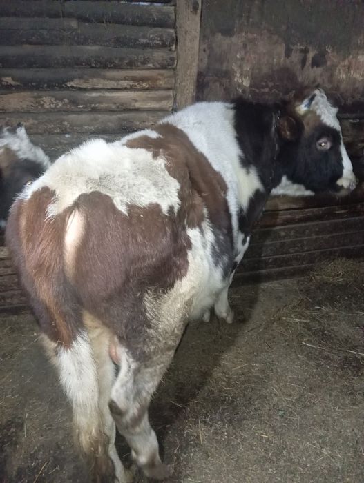 Продам быка 3 года.