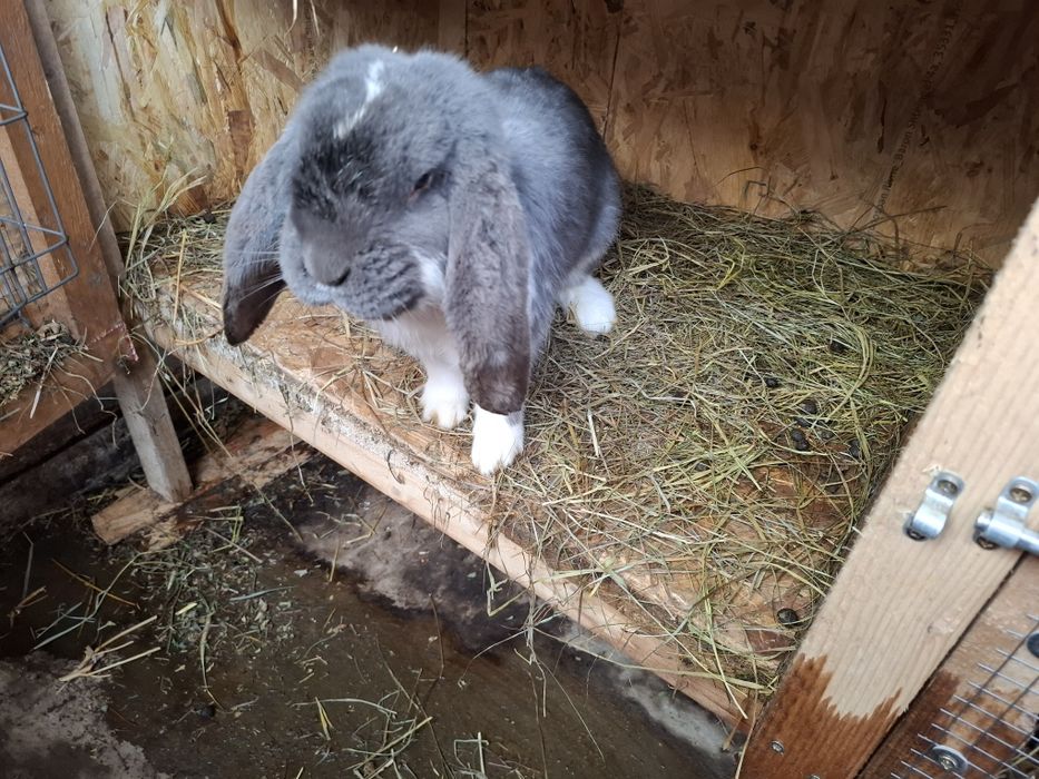 Iepuri berbec german pereche