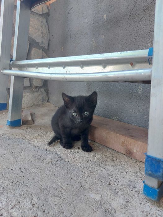 Подарявам котенца